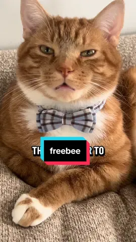 #catsoftiktok #funnycat #orangecat 