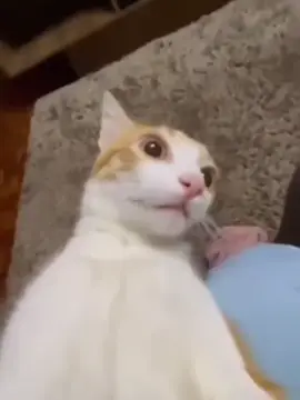 oh oh oh oh oooooooh #cat #meme #oh #fyp #memee #catmeme