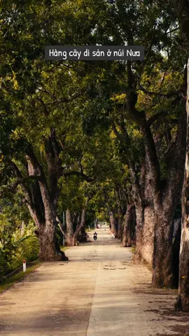 Hàng cây di sản núi Nưa là dãy gồm 22 cây xà cừ cổ thụ hơn 100 năm tuổi, được trồng từ thời Pháp thuộc, nằm trên con đường dẫn lên huyệt đạo Am Tiên linh thiêng ở Thanh Hóa#xưthanh #nuinua #disan #nongcongthanhhoa 