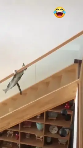 Why do stairs have to be so… stair-y?? #stairs #catsoftiktok #catlover #pets 