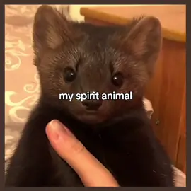 spirit animal  ⋆. 𐙚 ̊#miiwz #spiritanimal #рек 