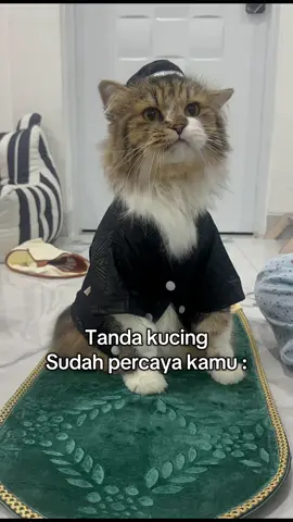 Tanda kucing percaya kamu #kucing #cat #cats #kucinglucu #fyp 