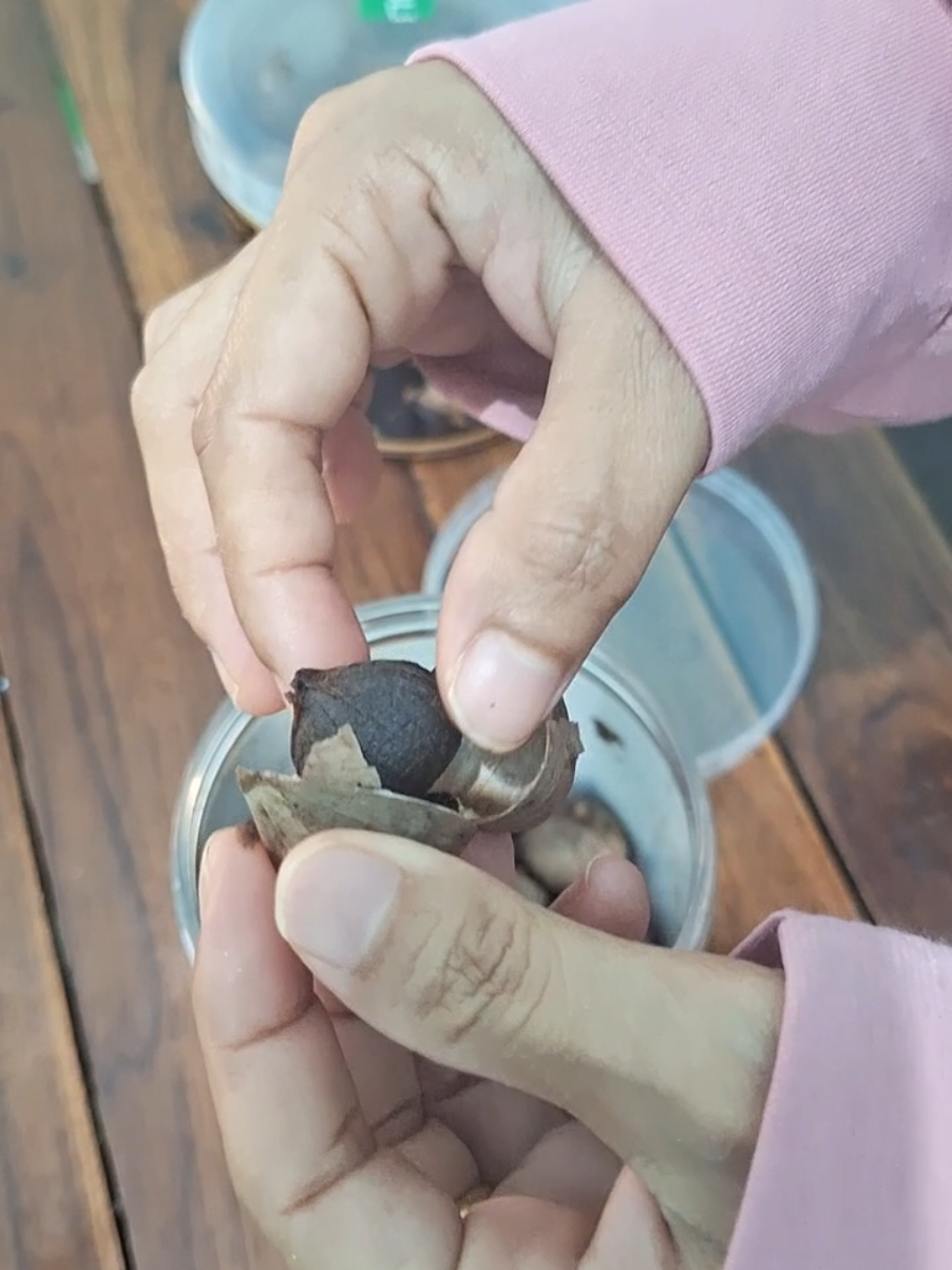 black garlic Manika #blackgarlic #bawangputihtunggal #fypage 