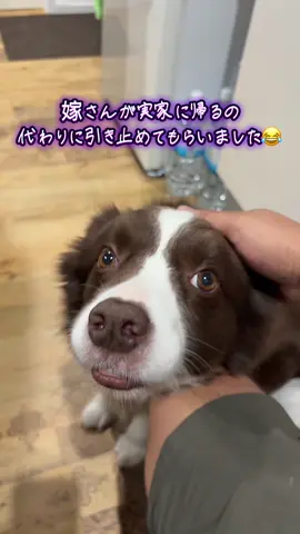 お久しぶりです！動画投稿復活していきます！#犬のいる生活 