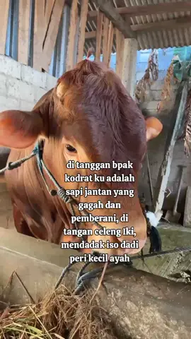 info kontes kecantikan, capiku arep tak daptar no #capi #peternakansapi #peternakan #fyp #fyppppppppppppppppppppppp 