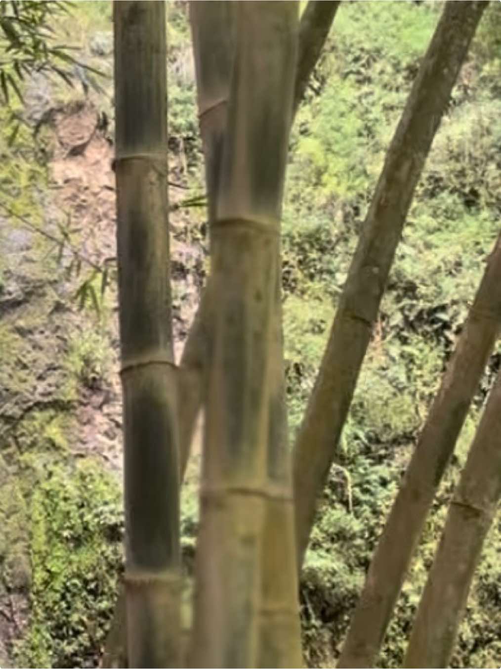 but, in toraja  #fyp #torajamaelo #adattoraja #rambusolo #torajasulawesiselatan 