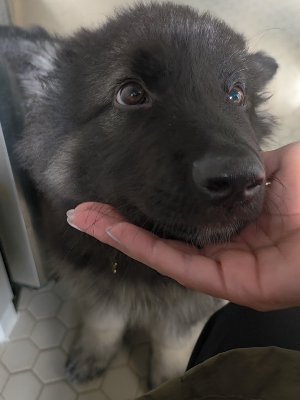 my shaylaaa  #animals #dogsoftiktok #puppy #germanshepherd 