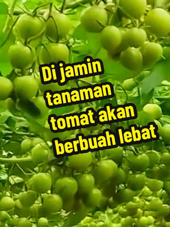 #pupuk #pelebatbuah #khusustomat #petaniindonesia🇮🇩🇮🇩🇮🇩🌿🌿 #fyppppppppppppppppppppppp 