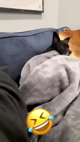 🤣🤣 #dog #cat #voiceover #funny #animals 