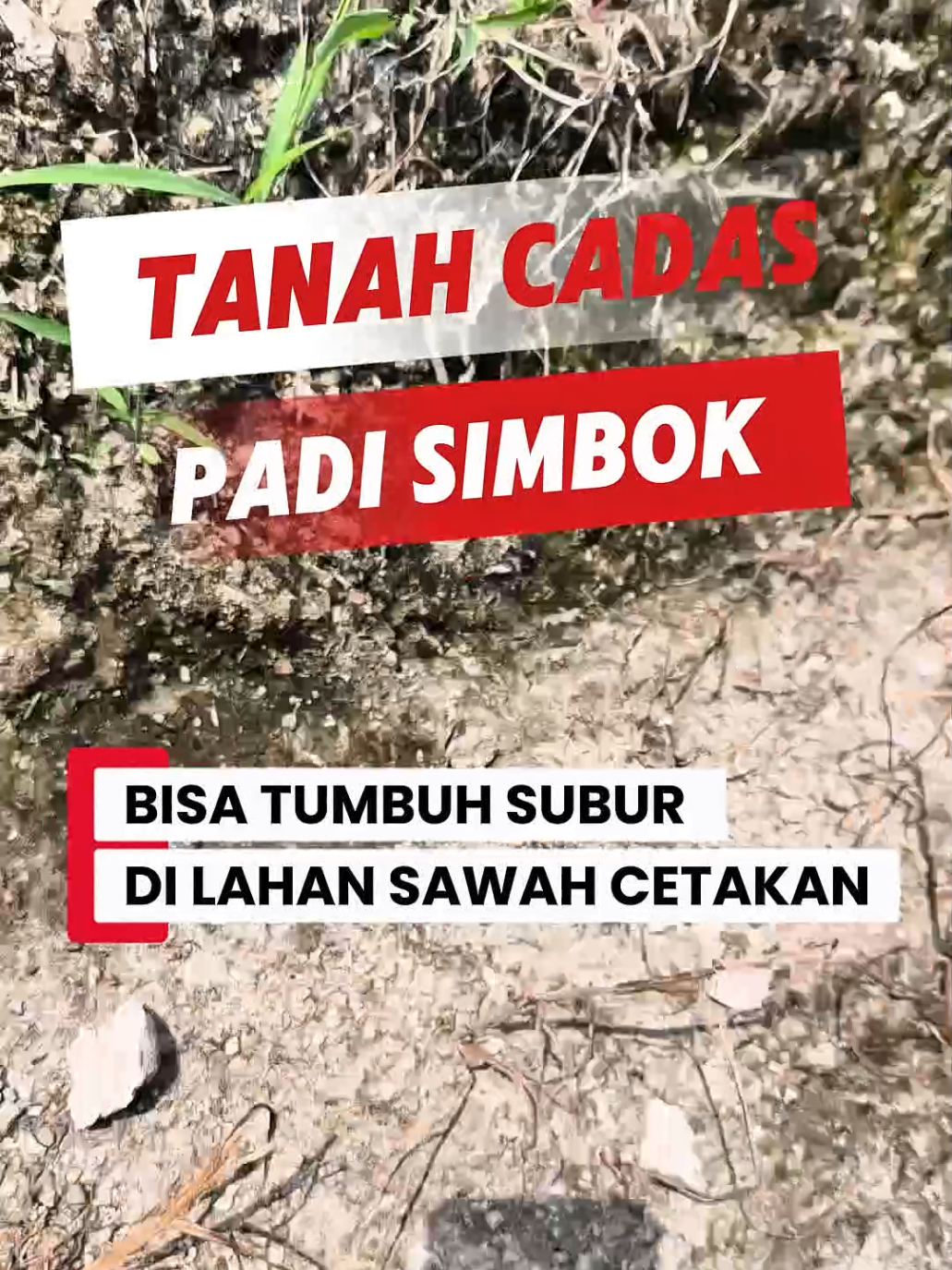 PADI SIMBOK DI LAHAN CADAS 😎😎😎🤲🤝🤲 #padisimboklampungtengah #PADISIMBOKPALEMBANG #Hatihatipadisimbokpalsu #simbokDamraman #SIMBOKTULANGBAWANG 