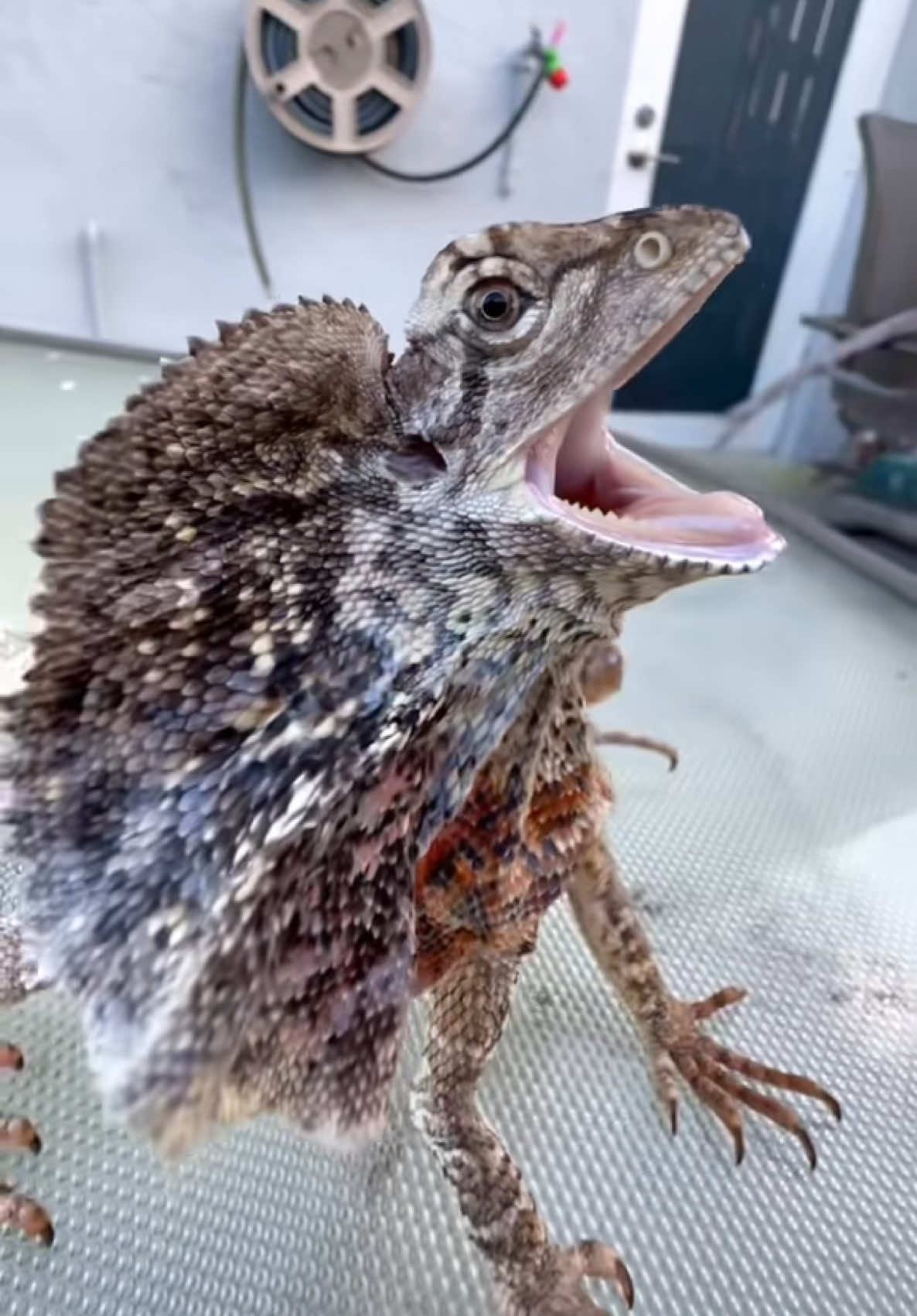 Pet Australian Frilled-Neck Lizard #frillednecklizard #frilleddragon #lizard #reptile #fyp