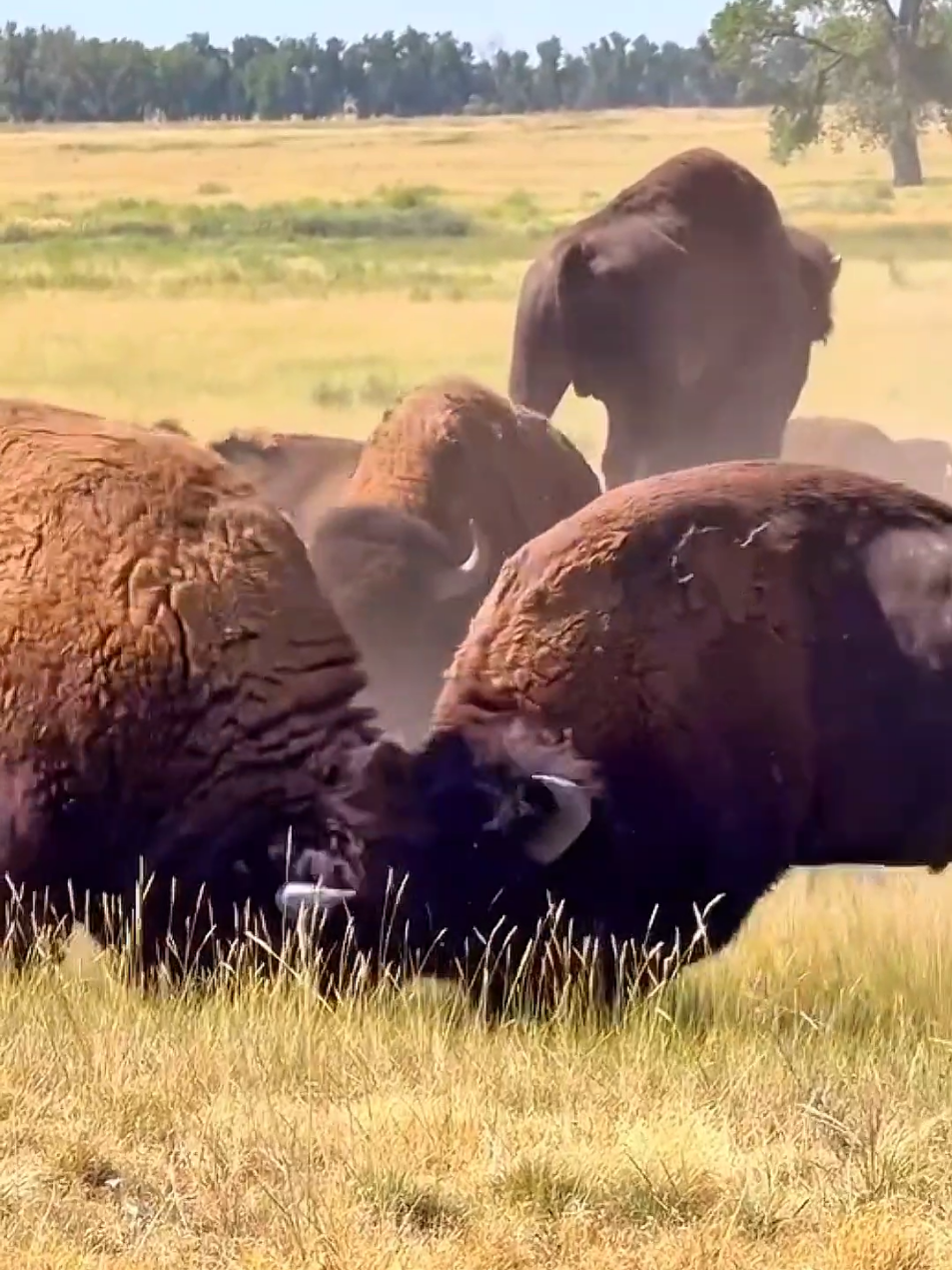 Wonderful sounds of nature #animalworld #wildlife #nature  #amazing #natural #sounds #foryoupage 