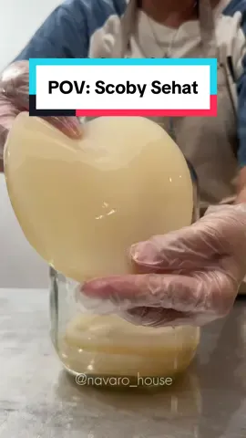 #scoby #scobykombucha #kombucha #kombuchabrewing 