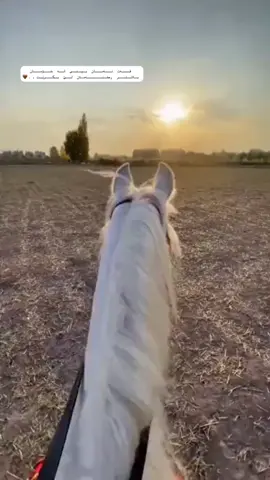 🌚🤎✨#following #likes 