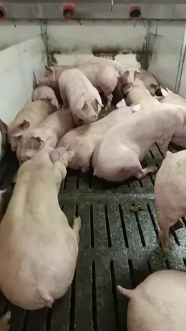 Em, lại đây anh thương. #ĐộngVật_CóLinhTính #ĐộngVật_VuiVẻ #nhactamtrang 