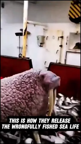 This is how they release the wrongfully fished sea life#fish #scary #sea #ocean #fishing 