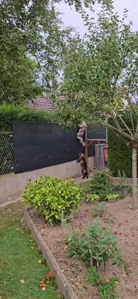 La curiosité n'est pas un défaut ... #Mainecoon #animauxdecompagnie #CapCut 