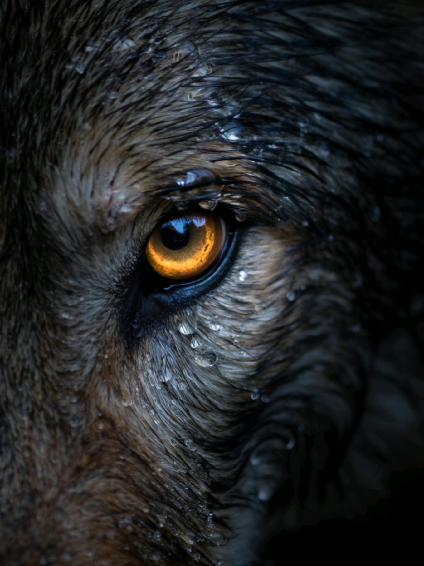 Wolf attack #creatorsearchinsights #wolf #growl #viral #foryou 