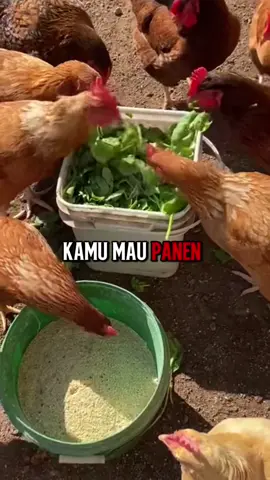 Gini caranya bikin ayam kampung kamu naik kelas! Kamu mau panen ayam kampung yang beda dari yang lain? Dagingnya berkualitas. Bobotnya bikin untung. Nafsu makannya lahap. Cuma dengan Booster Ayam Kampung ini semua bisa kamu dapatkan! #suplementboosterayamkampung #peternak #ayamkampung #panenayam 