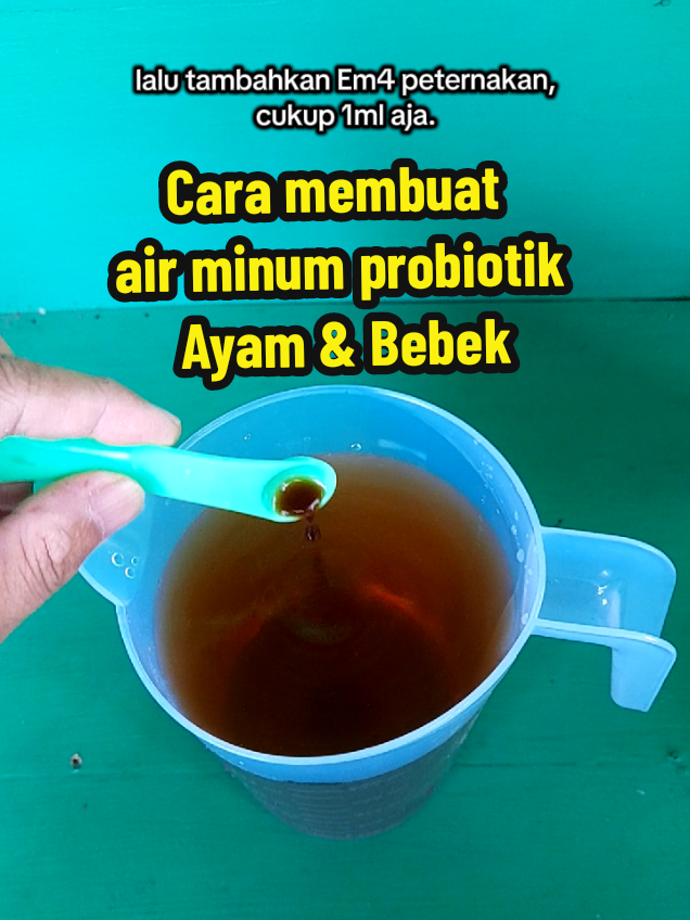cara membuat air minum probiotik untuk ayam dan bebek. manfaat air minum probiotik adalah agar kotoran ayam tidak bau dan membantu usus ayam dalam penyerapan nutrisi secara maksimal,jadi ayam lebih cepat besar dan sehat.