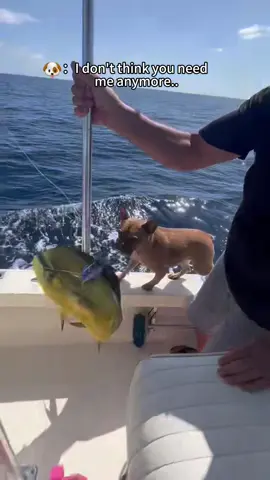 Dramatic French bulldogs 🤣🐶#tiktok #foryou #bulldog #funnyvideos 