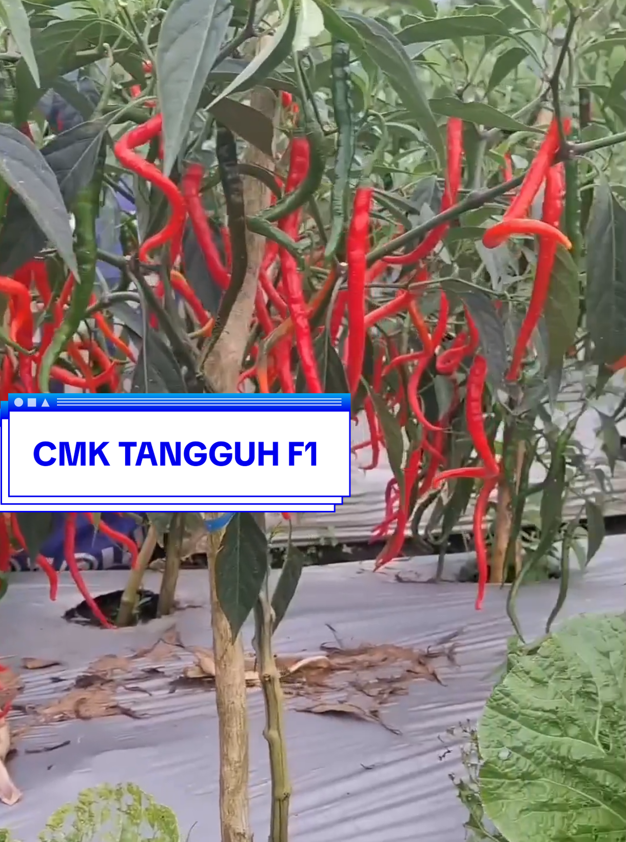 Cabai Tangguh F1 adalah varietas benih cabai keriting hibrida dari Cap Panah Merah yang memiliki ketahanan terhadap penyakit virus Gemini(GV), layu bakteri, dan busuk batang. Benih ini cocok untuk ditanam di dataran rendah hingga menengah, dapat dipanen pada umur 80-85 Hari Setelah Tanam (HST), dan memiliki potensi hasil panen 14-21 ton per hektar dengan bobot buah sekitar 4,66 hingga 6,45 gram per buah.  #cabaimerahkeritingtangguhf1 #cabaitangguhf1 #benihcabaitangguhf1 