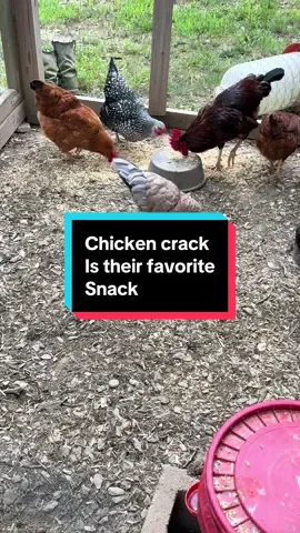 Chicken crack is one of their favorite snacks :)  #chicken #chickensoftiktok  #roostersoftiktok #rooster 