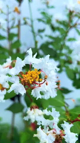 Tường Vi Hồng với đỏ mọi người thấy nhiều rồi , e thích màu trắng nên phải kiếm giống trồng 1 cây. Người bán bảo mọi người không thích màu trắng nên ít lấy về, mọi người thấy Tường vi trắng đẹp ko??