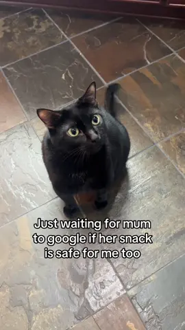 Patient little guy #cat #cats #blackcat #catlover #fyp 
