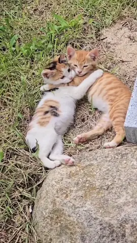 #aynen öyle #🥺 #pati sevin#🫶#🙏 #🥰🥰🥰 