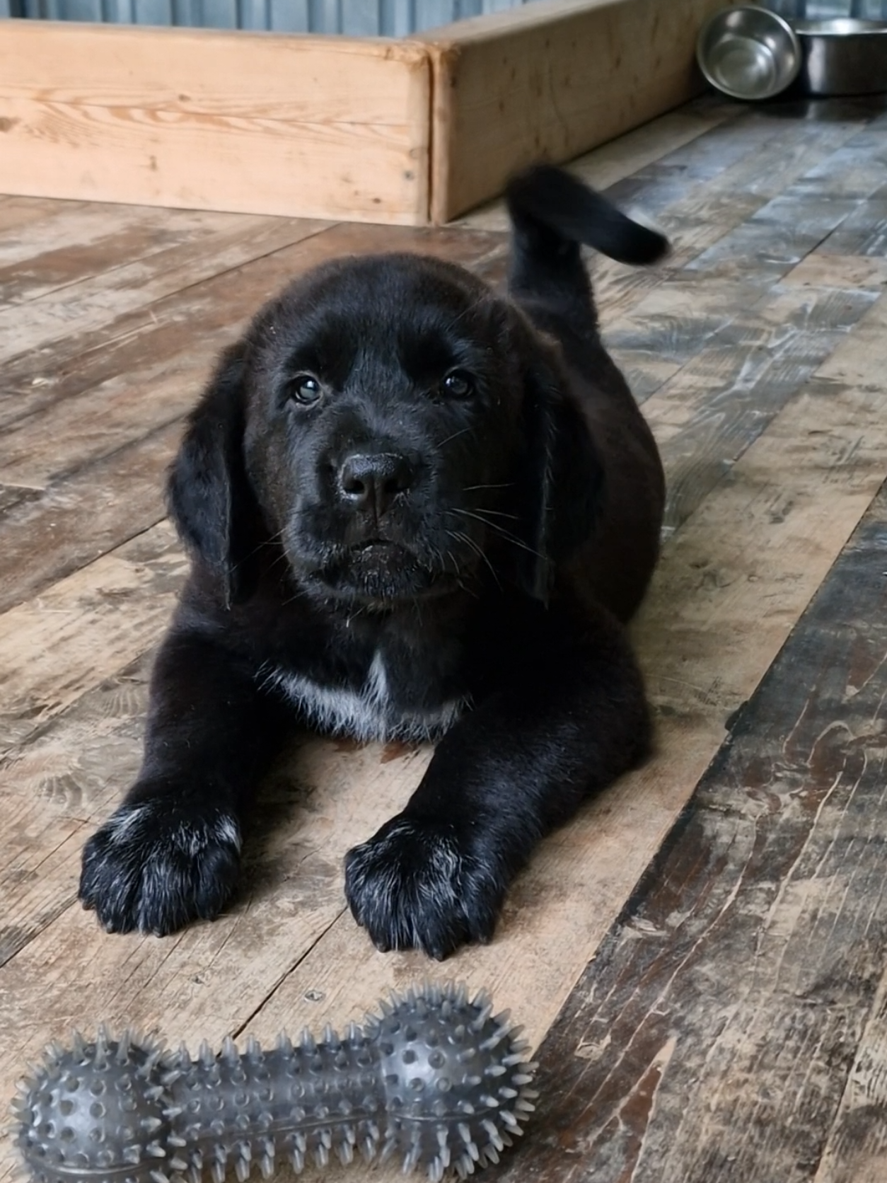 black puppy #alabai #dogsoftiktok #bigdogsoftiktok #centralasianshepherd #puppylove 