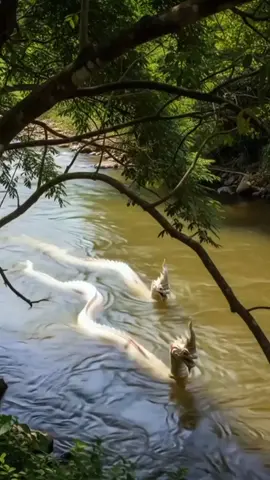 หวงห่วงหา --------------- คิดถึงใย ไหมร้อย ถ้อยสวาท สัดส่ายสาด วาดฟ้า ค่าถวิน หมายเรียงร้อย สร้อยรัก ถักชีวิน จมกสิณ รู้สึก สำนึกปอง หวงห่วงหา แพรวา ค่าระยับ ร่ายร่อนจับ ซับใน ใจทั้งผอง ผ่องไสว พรายพลิ้ว ริ้วเรืองรอง อยู่ในหนอง ห้องหอ รอยต่อใจ แพรไหมพลิ้ว ปลิวบาง สำอางแก้ว พิสุทธิ์แพร้ว แพรวพราง พร่างไสว รำเพยพัด พาดผ่าน สานสายใย ถักทอไขว้  ไหมขด ขนดพัน สายธารา อาทร วอนไขว่คว้า ร้อยเรียงพา หัวใจ ให้ใฝ่ฝัน คิดถึงห้วง ห่วงหมาย สายสัมพันธ์ ดั่งแพรฝัน ขวั้นคล้อง ห้องดวงใจ ลอยละลิ่ว พลิ้วไหว หทัยต้อง สายถักคล้อง ครองใจ ใคร่ถวิน มธุรส สดสวย รวยระริน มิสูญสิ้น จากใจ ใยชีวา หวงห่วงหา คว้าไขว่ เกลียวใจรัก เกี่ยวคล้องถัก ปักใจ ใคร่ไขว่หา แม้ไม่แนบ แอบชิด ติดอุรา ยังห่วงหา อาทร ไม่ถอนไป   🙏🙏🙏🥰ขอบพระคุณบทกลอน   cr.โดย.ตำนานรัก.🥰แห่งสายน้ำ คะ🙏🙏🙏❤🐍