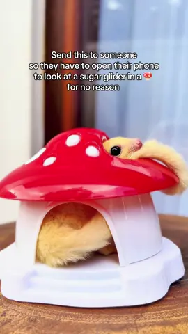 Miss Miso loves her new Mushroom house 🍄 🏠 #sugarglider #PetsOfTikTok #cutepets #exoticpets #sugargliders 