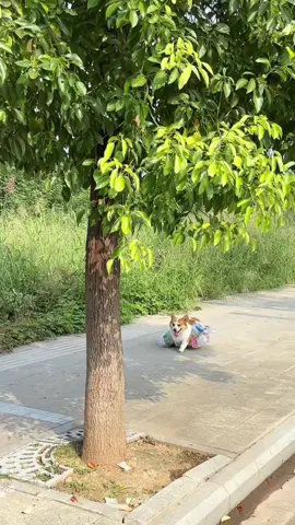 🤣🤣🤣#funnypet #corgi #trending #fyp 