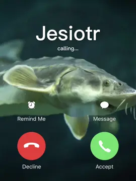 #Meme #MemeCut #ryby @Karp Jesiotr dzwoni 