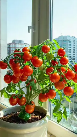 Benih tomat cherry mini #tomat #benihtomat 