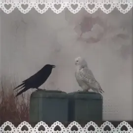 #owl #crow #owlandcrow #viralvideos #fyppp 