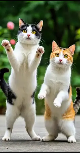 Cat dance ai cute #cute #cat #dance #tiktokviral #trending 
