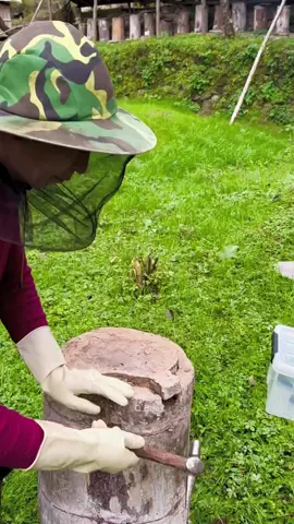 Hidden Honey in a Tree Trunk 🍯🌳