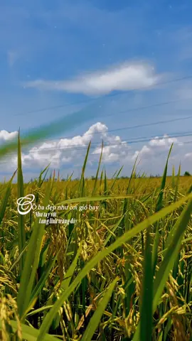 Cô ba đẹp như cơn gió bay #nhachaymoingay #nhacnaychillphet #nhachay #xh #knmusic83 