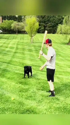 Try not to laugh when you watch 😂😂😂 #funny #dog #animals #funnyvideos #cat 