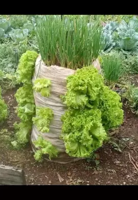 #culture hors sol # très facile à produit #france🇫🇷 #etatsunis 