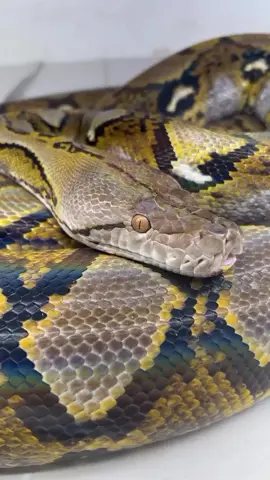 Ini adalah Ular Piton jenis Reticulatus yang artinya tidak berbisa tetapi lilitannya dapat berakibat fatal bahkan dalam kasus tertentu kematian. Orang-orang sering memanggilnya dengan sebutan Ular Sawo, Sanca, Sanca Batik, Sanca Kembang. Dalam video ini ular terlihat seperti menguap namun faktanya itu adalah gerakan peregangan otot, karena hampir semua jenis ular dapat membuka mulutnya 10x lipat dari pada umumnya... #ular #ularbesar  #reptilelover 