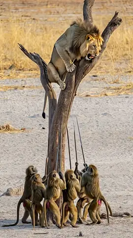 #trending #viralvideo #fyp #growmyaccount #foryou 