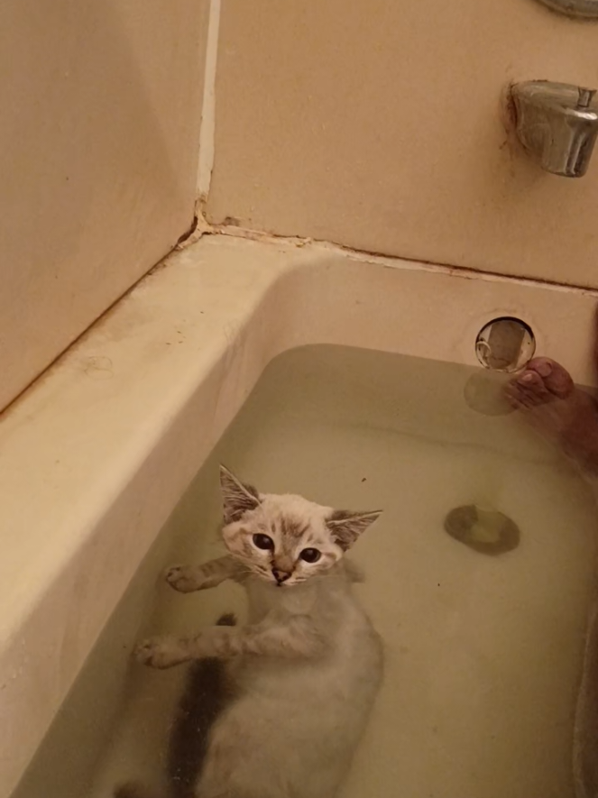 Always next to me when a bathe and this how I know ICE is a CHILL cat 😭.❣️ #cats #animals #fyp  #catsoftiktok #catslovers 