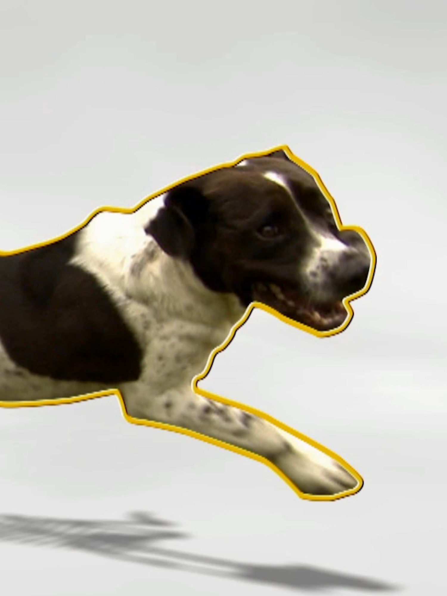 This dog ate HOW MANY golf balls? ⛳️ #Dogs101 #dogtok #golfing