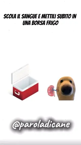 Cane Spiega Modi Non Etici Per Fare Soldi pt4! #LearnOnTikTok #satire #doggieexplains #tiktokitaly #cane 