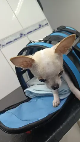 ⚠️ cuidado cuidado ⚠️ naaa todo una cochitura #perros #pinchetiktokponmeenparati #pinchetiktokponmeenparati😘 #china #mascotas 