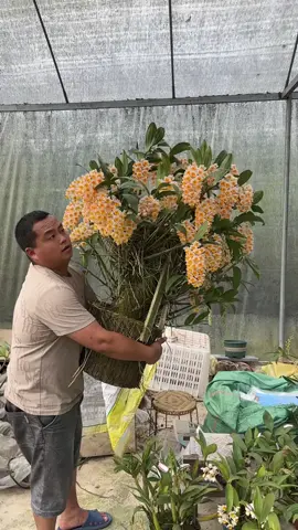 kiều vàng#xh #xhtiktok #laichau99 