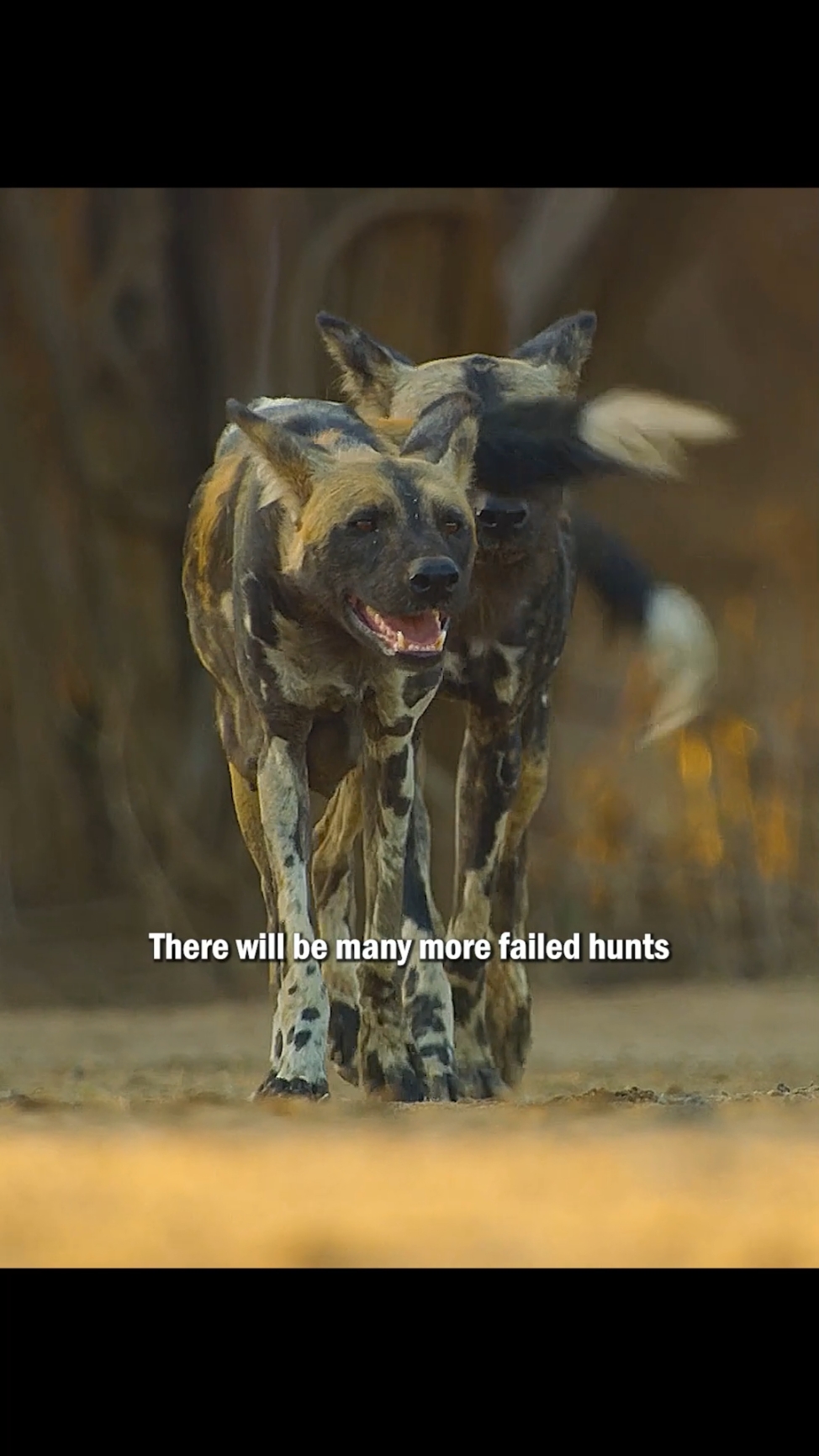 Impulsivity can make you lose what's already within your grasp#animals #wildlife #amazinganimals #fyp #Lycaon 